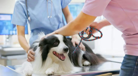 Why Your Pet Deserves Better Insurance Than Your Car! The Ultimate Guide to Pet Insurance in America